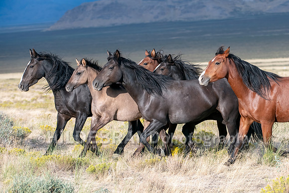 Onaqui Horses