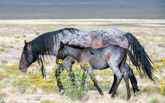 Onaqui Horses