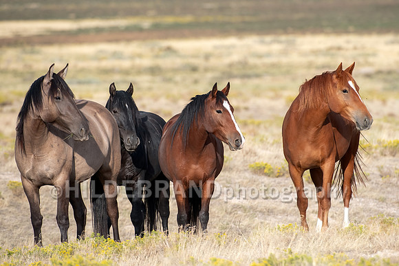 Onaqui Horses