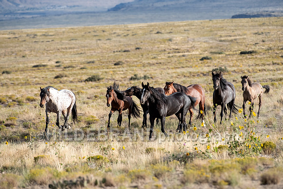 Onaqui Horses