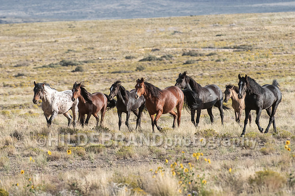 Onaqui Horses