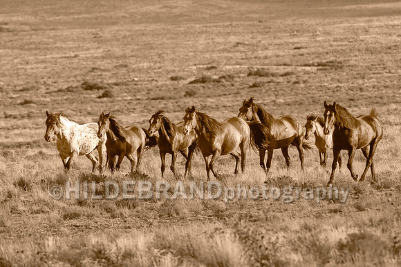 Onaqui Horses