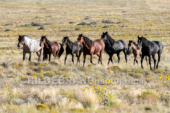 Onaqui Horses