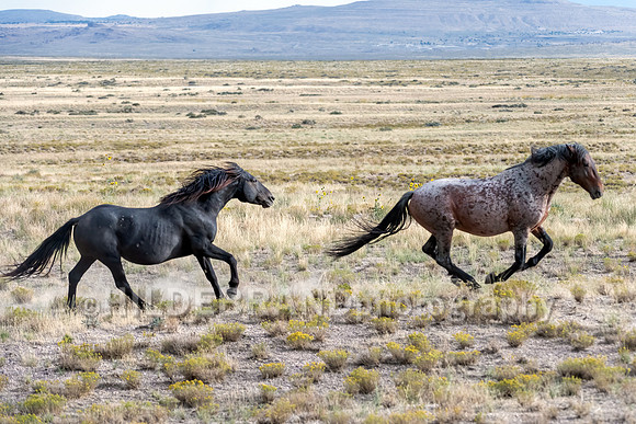 Onaqui Horses