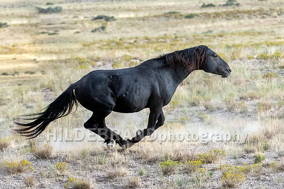Onaqui Horses