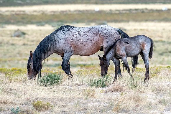 Onaqui Horses