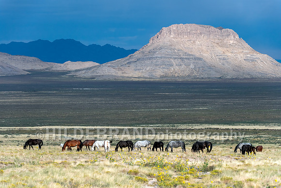Onaqui Horses
