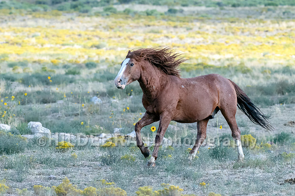Onaqui Horses