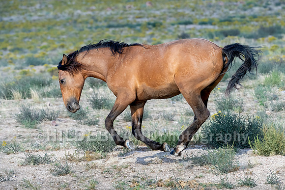 Onaqui Horses