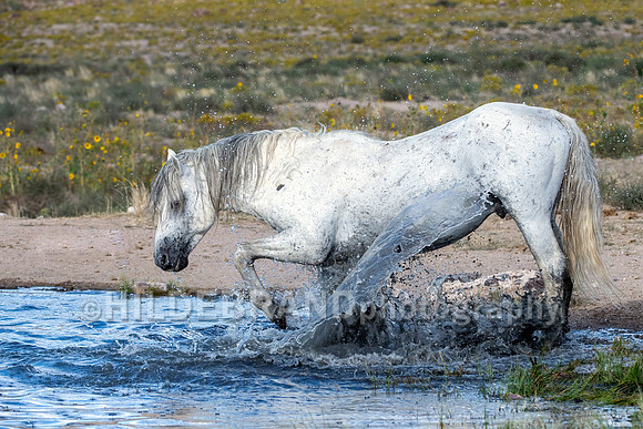 Onaqui Horses