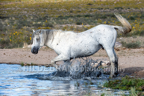 Onaqui Horses