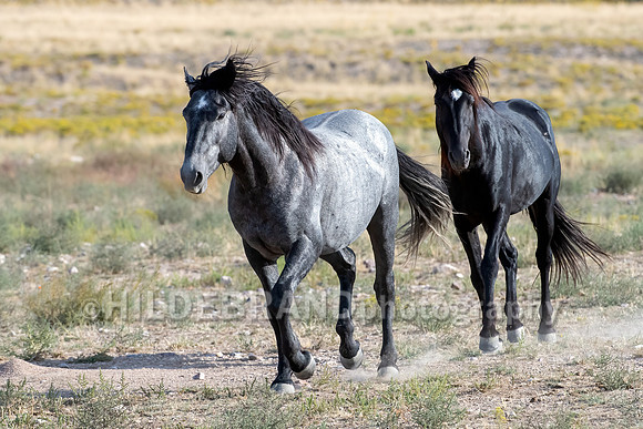 Onaqui Horses