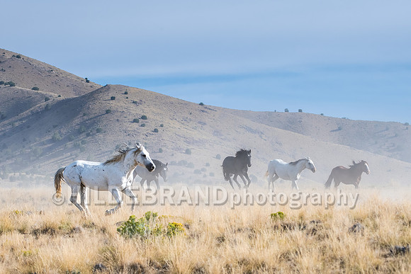 Onaqui Horses