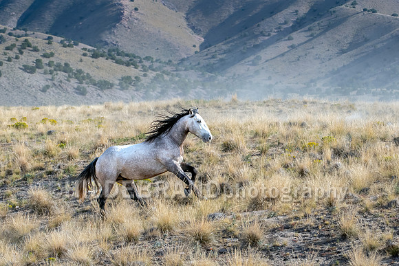 Onaqui Horses