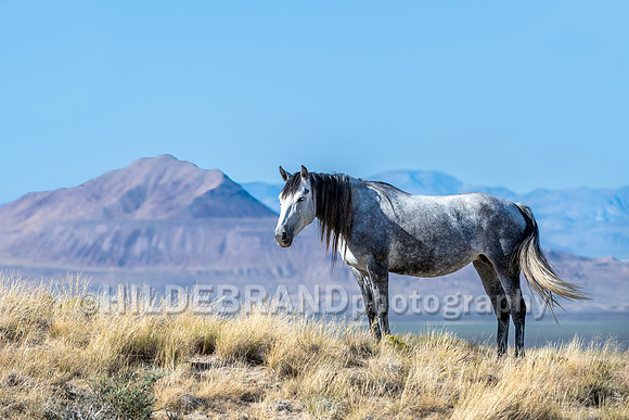 Onaqui Horses