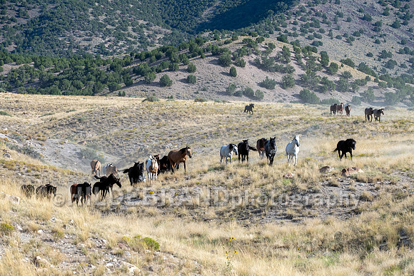 Onaqui Horses