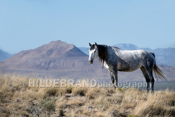 Onaqui Horses