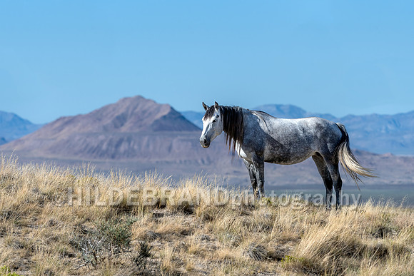 Onaqui Horses