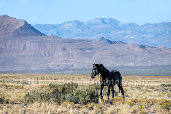 Onaqui Horses