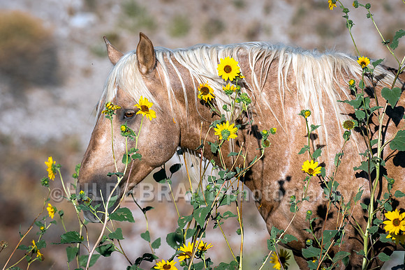 Onaqui Horses