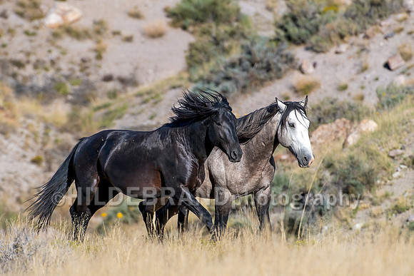 Onaqui Horses
