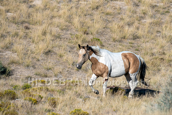 Onaqui Horses