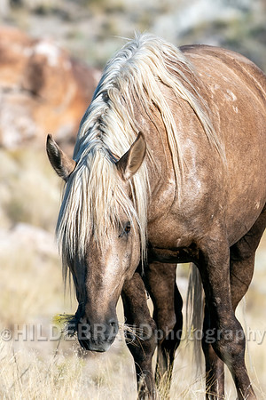 Onaqui Horses
