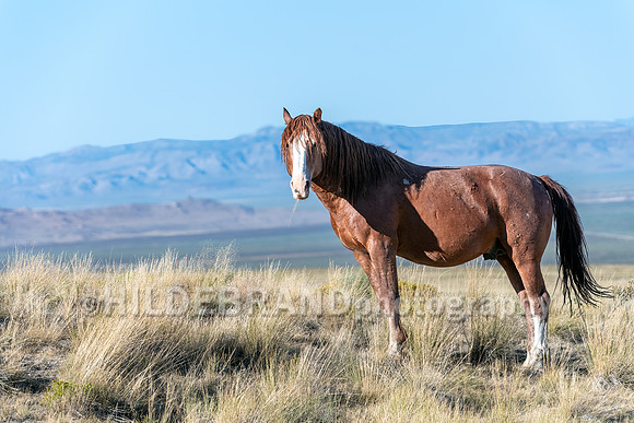 Onaqui Horses