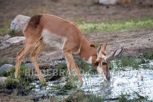 Pronghorn Antelope