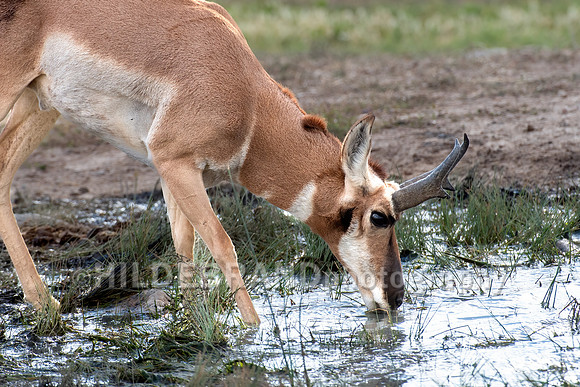 Pronghorn Antelope