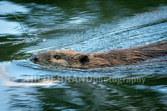 Beaver
