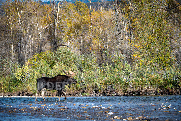 Moose