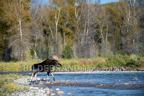 Moose