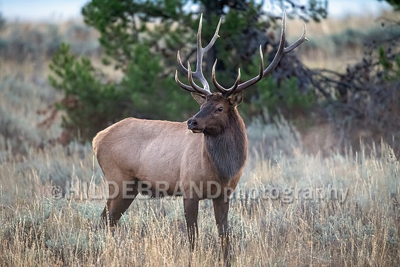 Elk