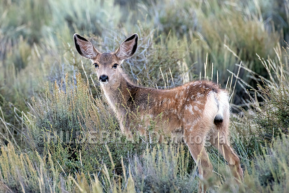 Mule Deer