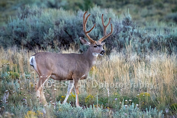 Mule Deer
