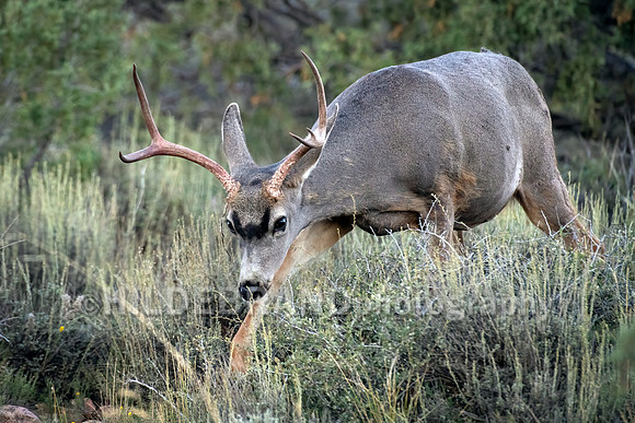 Mule Deer