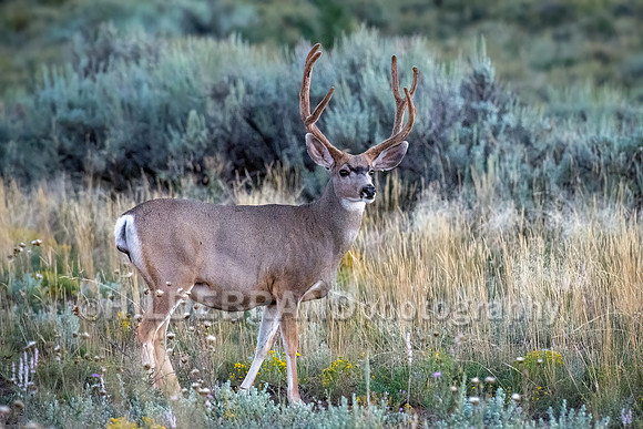Mule Deer