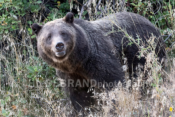 Grizzly Bear 399