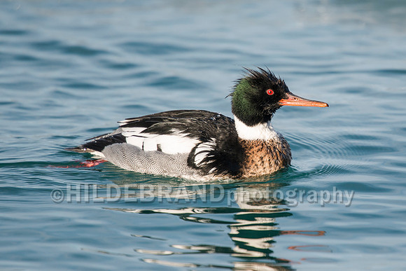 Red-breasted Merganser