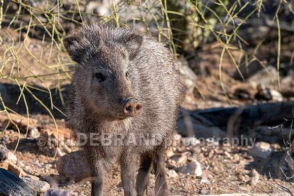 Javelina