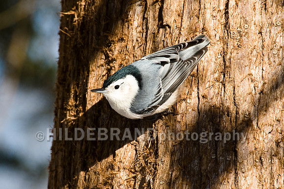 White-breasted Nuthatch