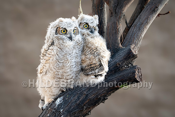 Shadow Ridge Owlets