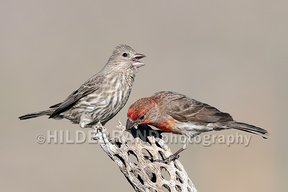 House Finch