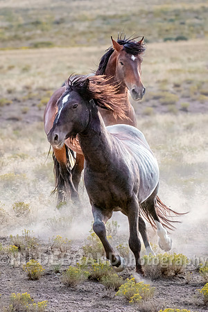 Onaqui Horses