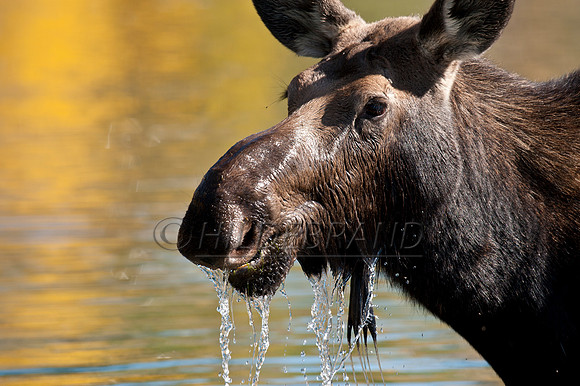 Cow Moose