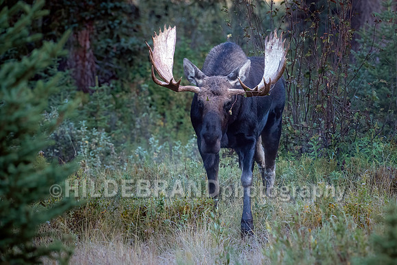 Moose
