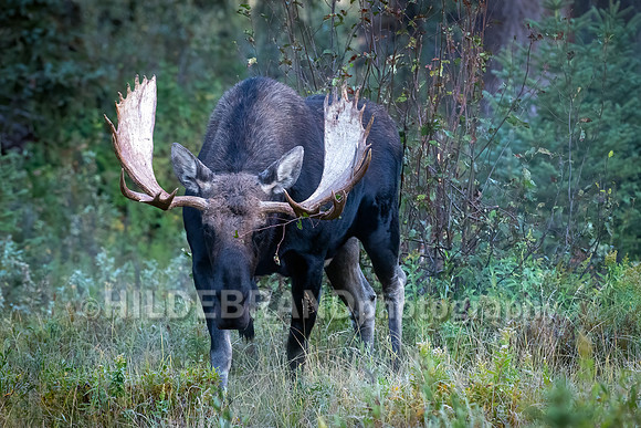 Moose