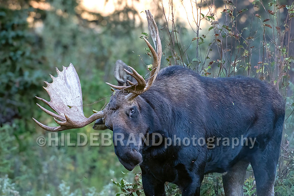 Moose