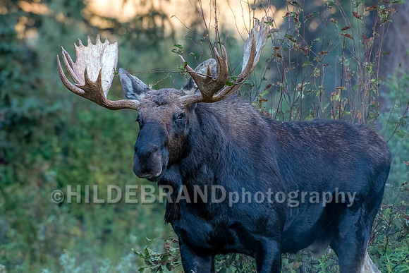 Moose